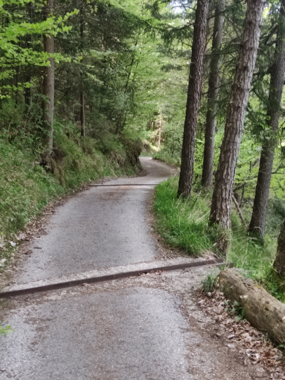 Wanderung Predigtstuhl: Teilweise geteerter Weg