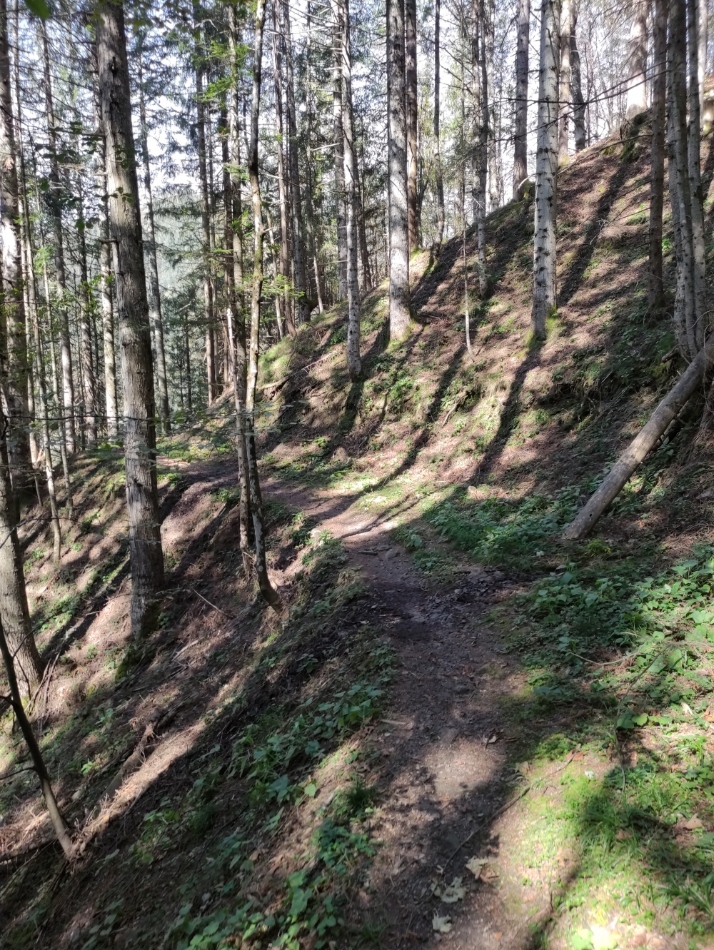 Wanderung Riedlhütte: Höhenweg