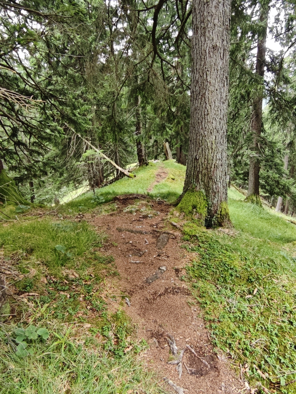 Schartenköpfl -> Rosengarten: Übergang