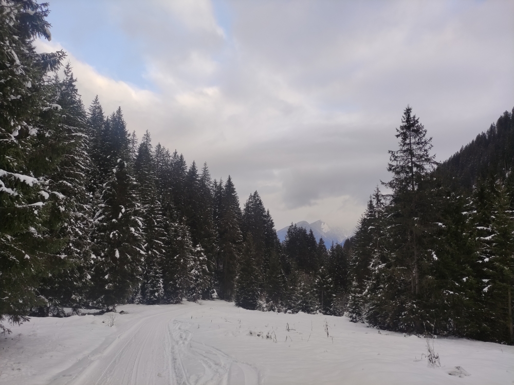 Wanderung Salfeins: Rodelbahn