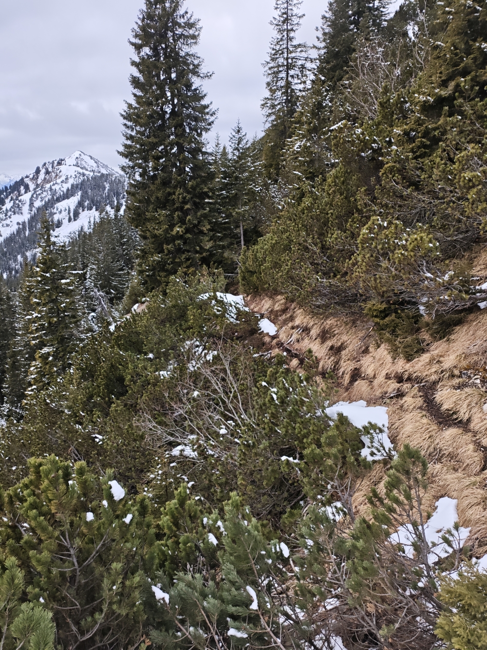 Wanderung Schellkopf: Latschengasse