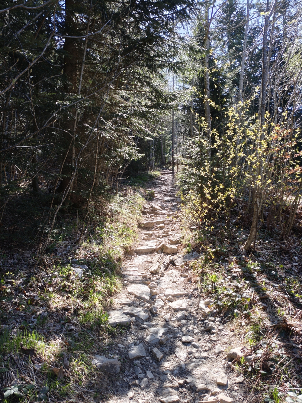 Wanderung Schlenken: Aufstieg im Wald