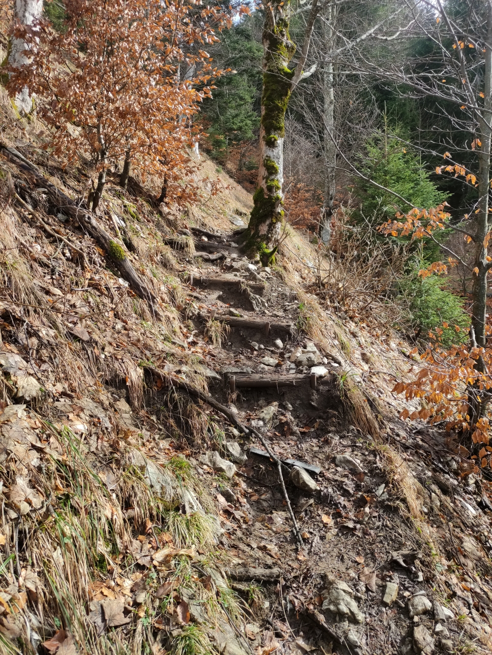Wanderung Schönleitenschrofen: Steig