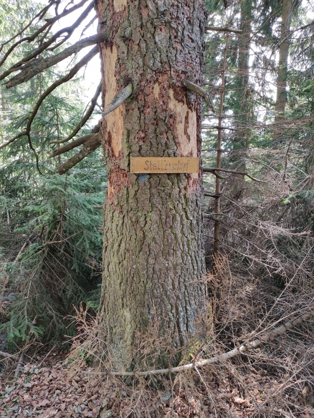 Stallauer Kopf: Der Baum markiert den Stallauer Kopf