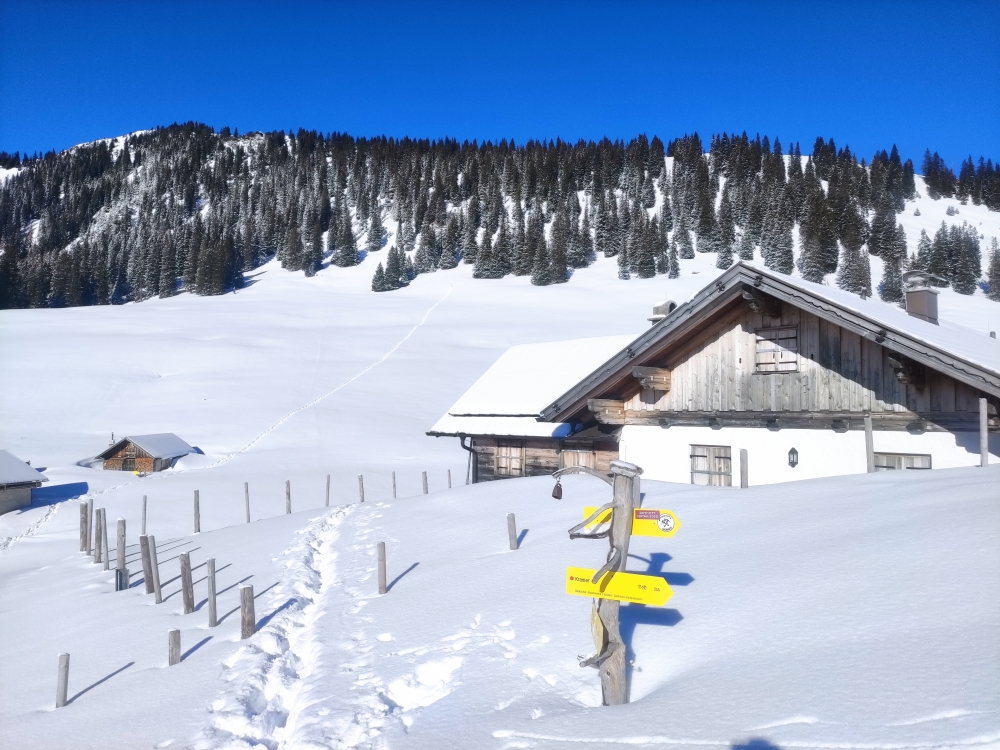 Wanderung Hoher Ziegspitz über Stepbergalm: Wanderung Hoher Ziegspitz über Stepbergalm: Stepberg-Alm unter dem Hirschbichel (Stepbergalm)