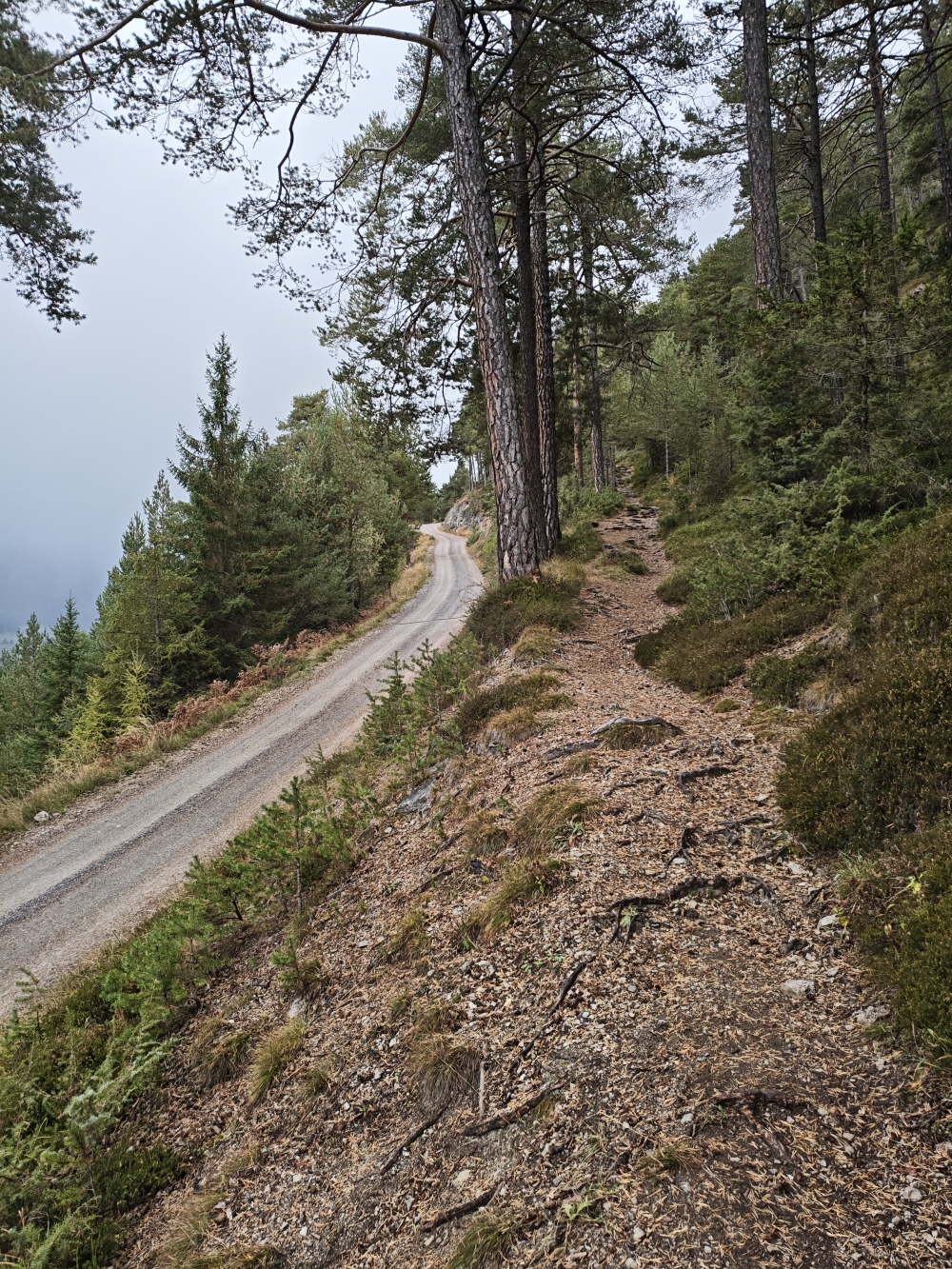 Wanderung Tschirgant: Wanderweg oberhalb der Forststraße