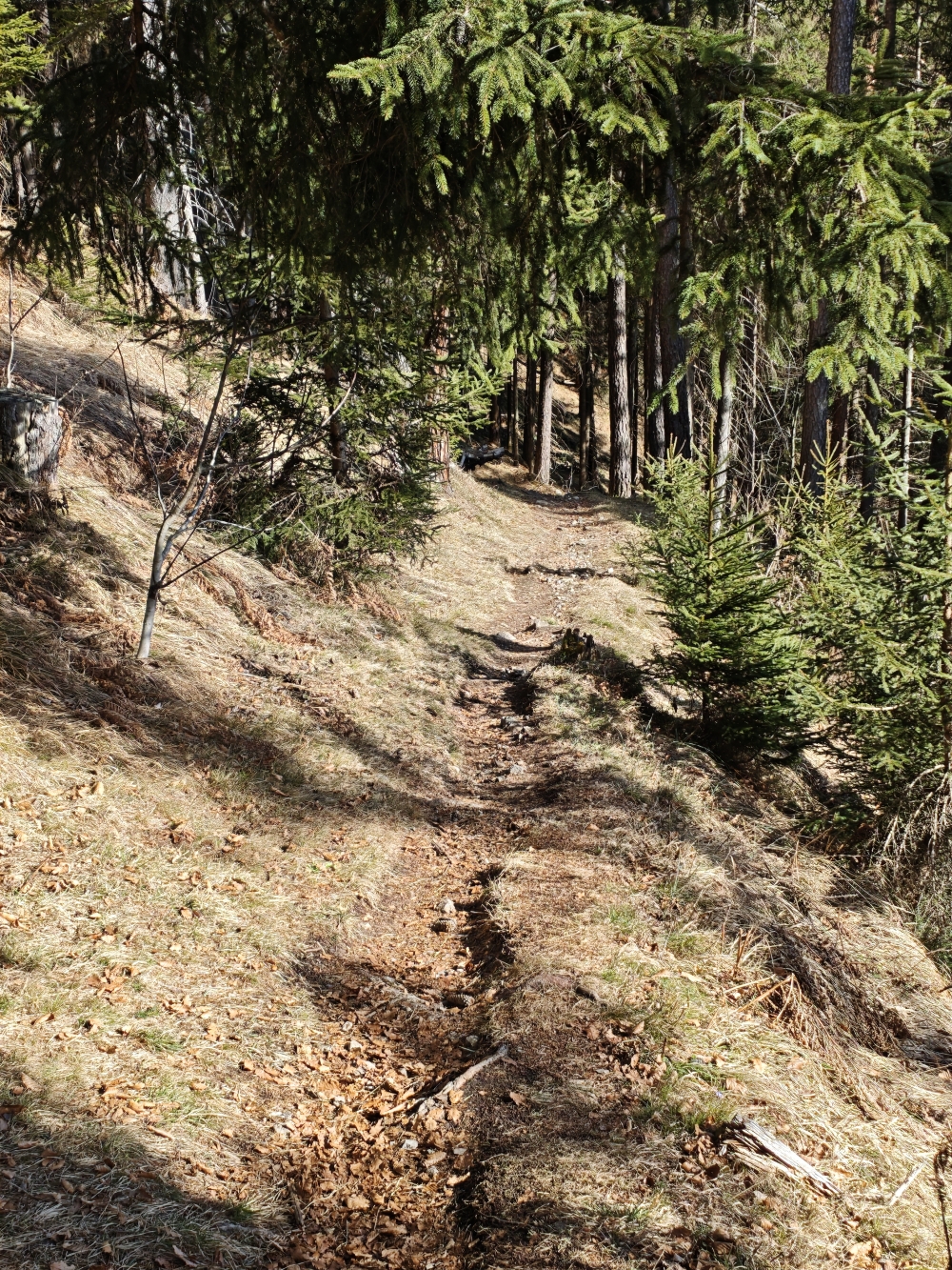Wanderung Waldhorb Alpe: Wanderweg