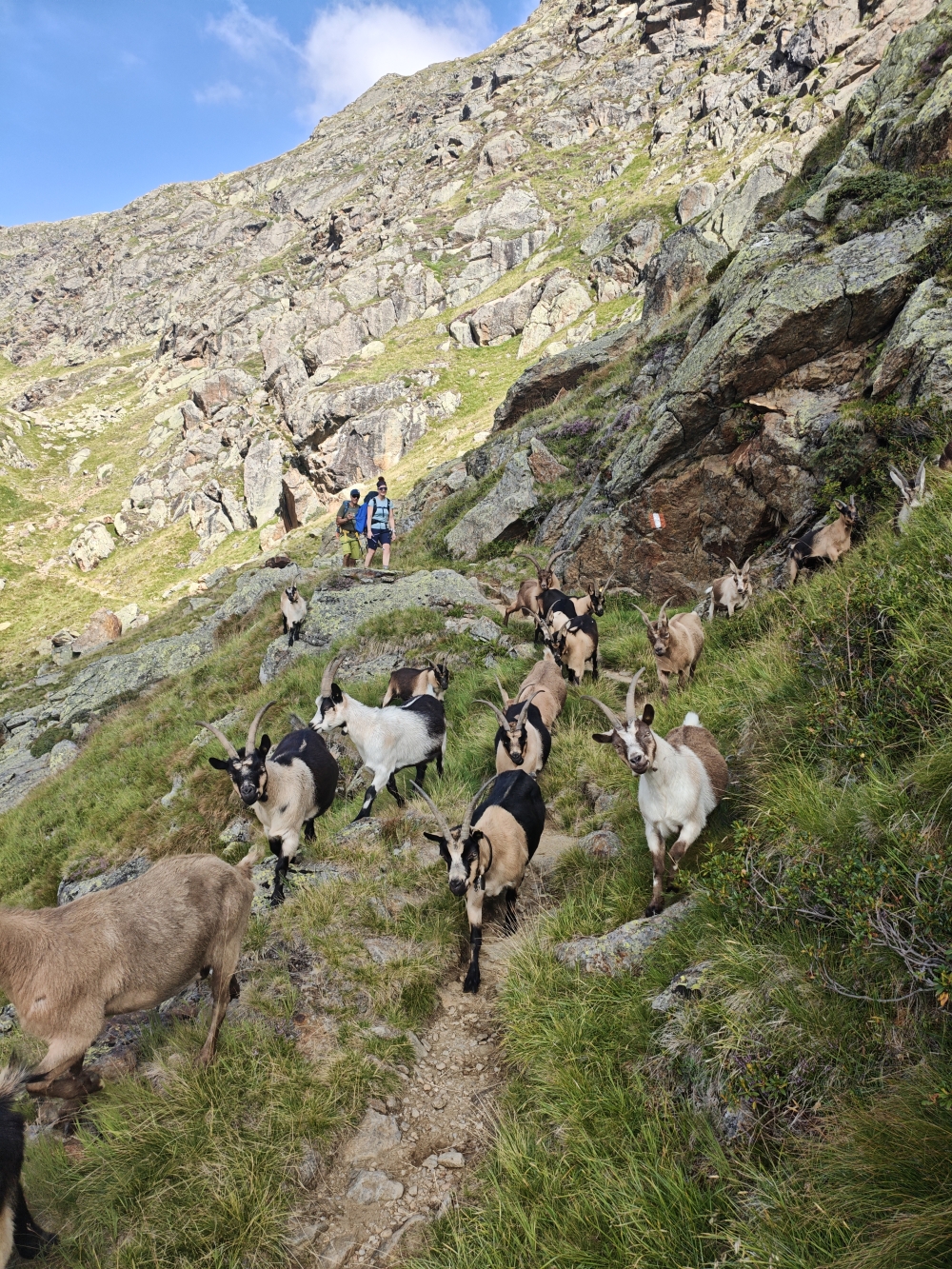 Wanderung Wilder Freiger: Herde