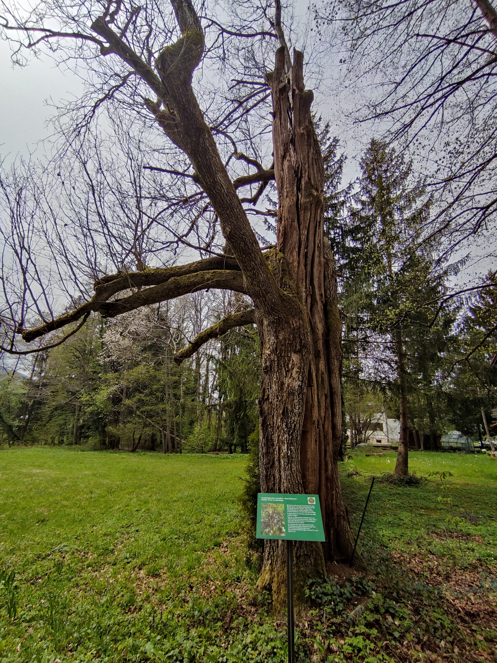 Marienbild -> Parkplatz Rathaus: Geobiologischer Lehrpfad