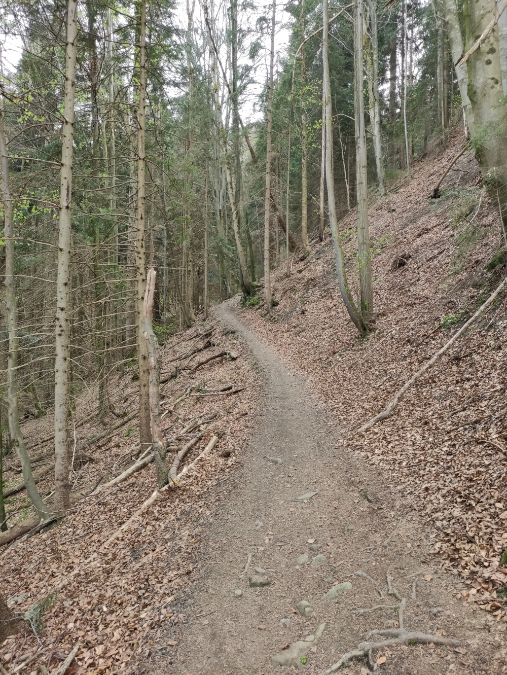 Marienbild -> Aussichtspunkt Bad Heilbrunn: Der ist von Mountainbikern arg geschunden