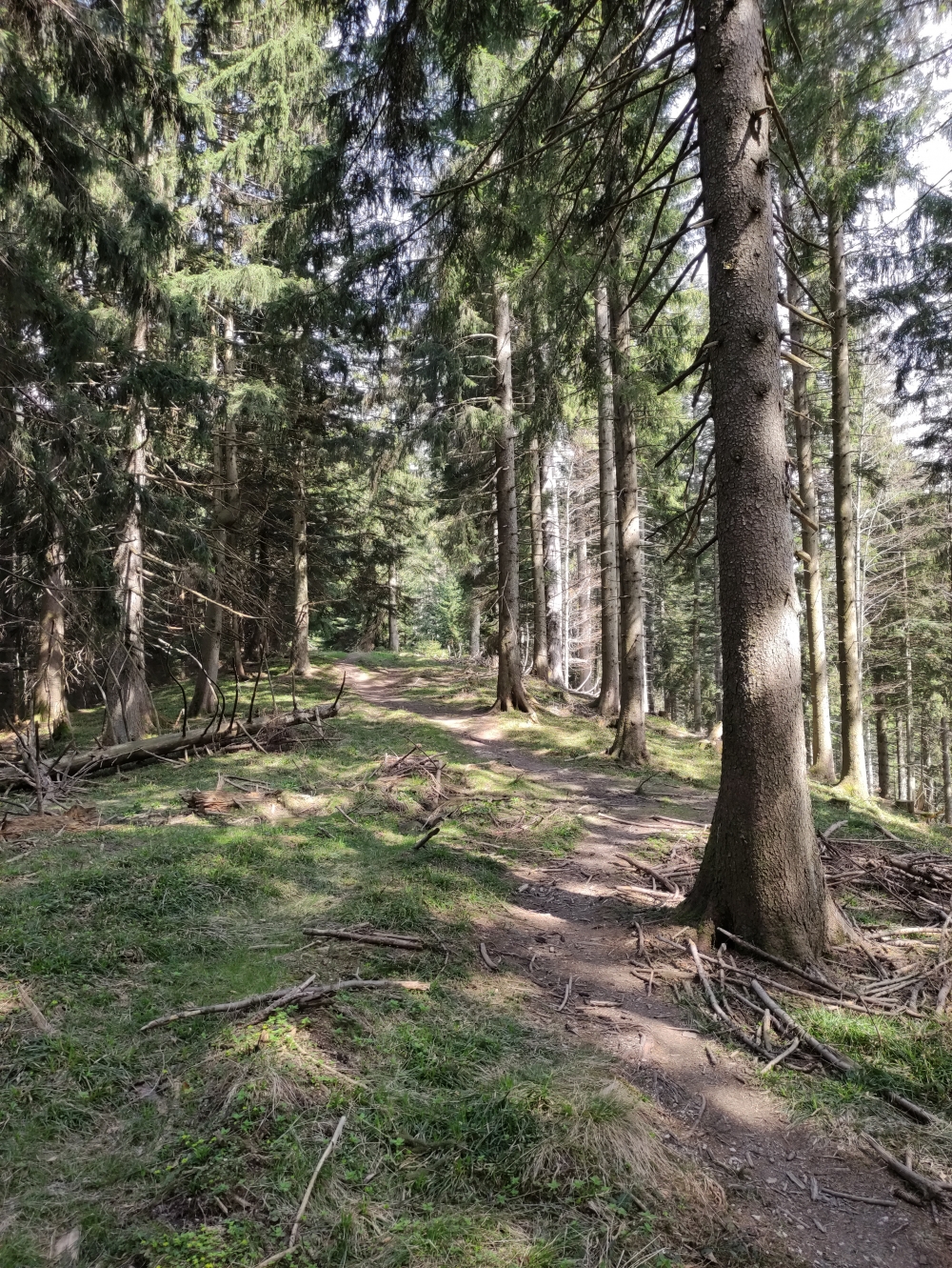 Angerlkopf -> Stallauer Kopf: Über den Bergrücken 